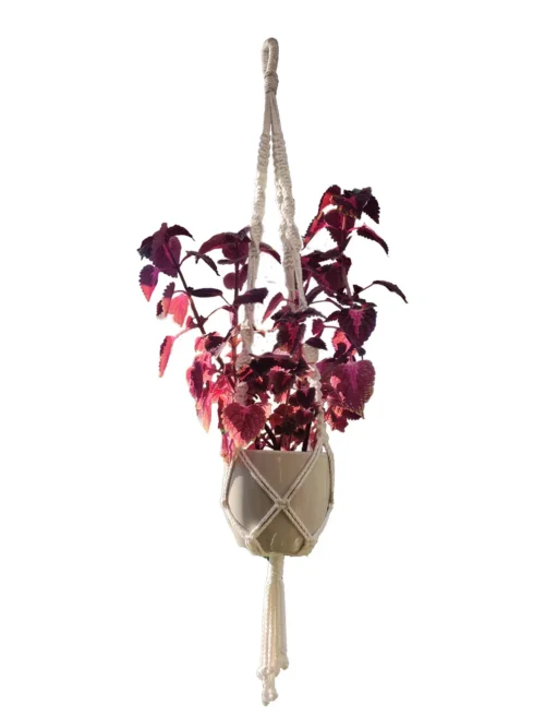 Macrame Hilandero su vazonu (kompozicija)